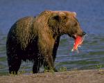 Виды медведей. Фото, описание. Бурый медведь. Образ жизни и среда обитания бурого медведя Виде структура медведя