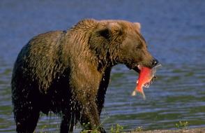Виды медведей. Фото, описание. Бурый медведь. Образ жизни и среда обитания бурого медведя Виде структура медведя